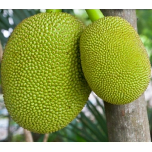 Jackfruit Plant - Fanas, Kathal, Artocarpus heterophyllus